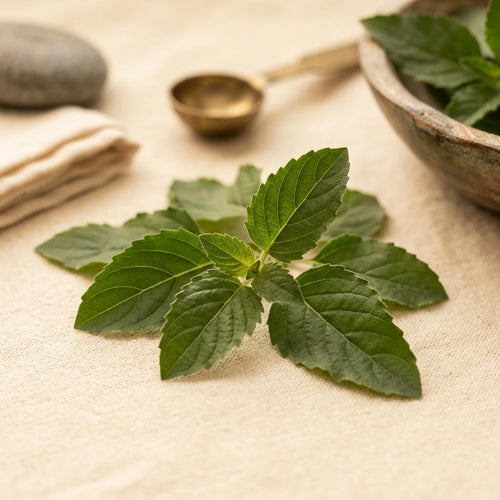 Tulsi